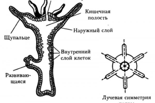 Ссылки для даркнета